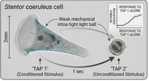 Cogniție fără creier: Cum apare memoria în polimeri, celule și spațiu-timp fără să existe măcar un singur neuron