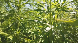 Compușii canabinoizi ar putea împiedica infecția cu coronavirusul Covid