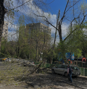 Conduc primariile de cad pomii in urma tandemului Nicusor Dan - Ciprian Ciucu. La un pas de tragedie langa un teren de joaca pentru copii