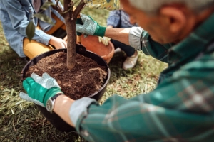 Copacul care ține departe țânțarii. Plantează-l în curtea și nicio insectă nu îți va da bătăi de cap

