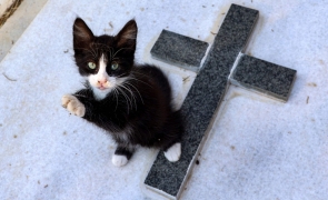 Coronavirusul felin pune în pericol animalele de companie din Europa