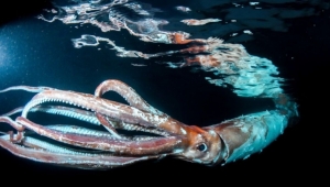 Creatură misterioasă din adâncuri văzută la suprafață: Un monstru uriaș descoperit în Japonia VIDEO