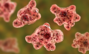 Credeati ca ati scapat? Un virus fatal maimuțelor