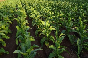 Curiozități fascinante despre planta Nicotiana tabacum
