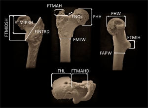 Dacopatie sau nu, dar s-a descoperit că leagănul civilizației e în Balcani și nu în Africa. Omul de Azmaka a fost primul hominid biped