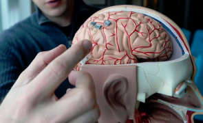 Descoperire eopcală făcută de medicii de la Cambridge: injecțiile cu celule stem în creier încetinesc degenerarea sistemului nervos
