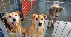 Eutanasierea câinilor sănătoși ar putea fi interzisă
