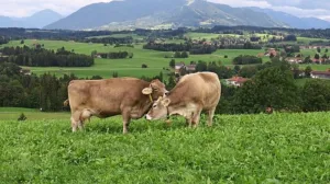 Fermele de lapte din România, în pragul colapsului. Mulți fermieri au pus lacăt afacerii
