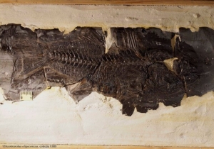 Fosila unui biban de mare veche de 33 de milioane de ani a fost descoperită în Munţii Vrancei