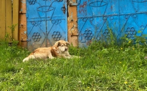 Hachiko de Iaşi rupe sufletul trecătorilor. Câinele credincios îşi aşteaptă stăpânul care a murit acum câteva zile