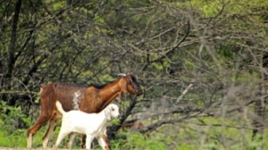 Marele scandal agricol grecesc, pus la cale de elita politică și plătit de oameni obișnuiți
