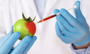 Multinaționalele exultă: Comisia Europeană pregătește legalizarea noile plante modificate genetic