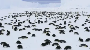 Nu mai sunt vacile de vină ci pinguinii din Antartica: emit până la 7 milioane de tone de metan pe an care încălzește planeta mai puternic decât dioxidul de carbon