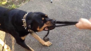 O bunică și nepotul ei au fost atacați de doi câini agresivi. Femeia s-a pus în fața animalelor să-l salveze pe micuț