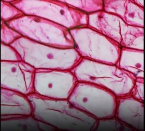 Oamenii de știință au descoperit o „a treia stare