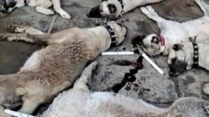 Opt câini din rasa Kangal în valoare de 16.000 de euro otrăviți la o stână din Arad. Poliția a demarat o anchetă