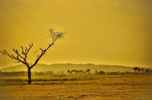 Până în 2100, aproape 50% din teritoriul Pământului va fi arid. Care sunt zonele cele mai expuse?
