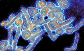 Pandemia Marburg, virusul ucigaș: