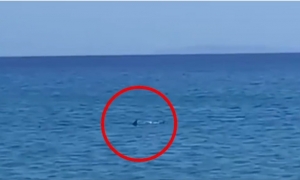 Panică pe o insulă din Grecia după ce un rechin de peste 3 metri a apărut aproape de țărm: 