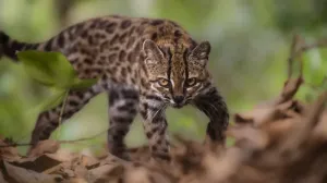 Pentru prima dată în 100 de ani a fost identificată o nouă specie de pisică: Se numește Tigrino și este singurul membru cunoscut din specia ei
