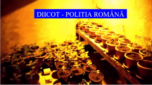 Peste 50 de ghivece cannabis, descoperite într-o locuință din Slatina
