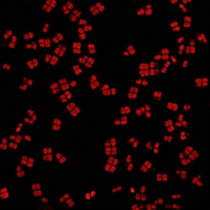 Poezie în ADN. Un vers a fost codificat într-o „bacterie nemuritoare