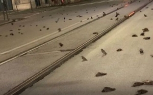 Revelion: Mii de păsări au murit din cauza focurilor de artificii din centrul istoric al Romei
