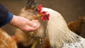 Risc major pentru întreg lanțul alimentar: Sute de mii de păsări au fost omorâte din cauza furajelor cancerigene din Ucraina