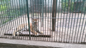 S-a îmbătat și a vrut să se bată cu un tigru la Zoo Bârlad
