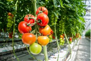 Taxe pentru sere, solarii, răsadnițe, silozuri și depozite de cereale. „Vom plăti un impozit enorm pe un teren arabil, doar pentru că este acoperit de o folie