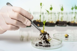 Transsoianismul: Soia modificată genetic a fost aprobată de Comisia Europeană: E