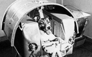 Trista poveste a căţeluşei Laika, primul animal trimis în spaţiu