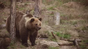 Un bărbat a fost ucis de urs, chiar la ieșirea din localitate. Primarul: 