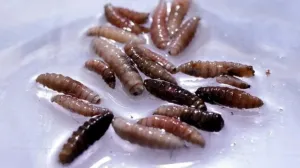 Un nou pericol biologic. Viermele carnivor ajunge în SUA, un caz fiind depistat în Texas
