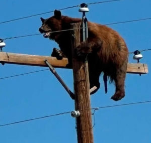 Un urs a murit electrocutat după ce a rămas blocat în vârful unui stâlp de electricitate
