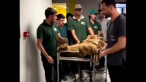 Urs dus la spital cu targa după ce a mâncat prea multe fructe. Animalul a devenit vedetă pe internet