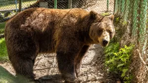 Urs la câțiva kilometri de Capitală în Snagov și Gruiu: autoritățile din Ilfov avertizează populația să evite zonele împădurite
