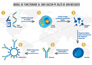 Vaccinurile ARNm sunt o bombă cu efect intarziat: Reactia in lanț de producere a proteinei spike nu poate fi oprită natural!