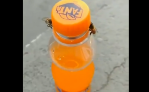 Viral!: Două albine desfac dopul unei sticle de suc VIDEO