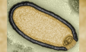 Virusul-zombie a fost readus la viață după ce a stat înghețat timp de aproape 50 de mii de ani!