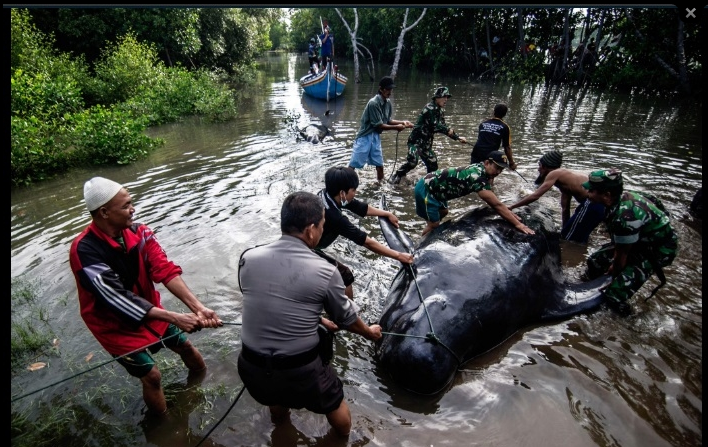 32 de balene au eșuat pe o plajă din Indonezia