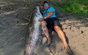 „Monstru" de peste 2 metri și 100 de kilograme, capturat în Deltă. Ce au făcut pescarii cu „cea mai mare captură"