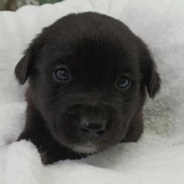Ai voie să lași câinele liber în curte? Ce spune legea și ce obligații au stăpânii animalelor de companie