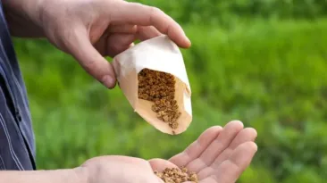 Americanii primesc prin poștă pachete cu semințe misterioase. Autoritățile îi avertizează să nu le planteze
