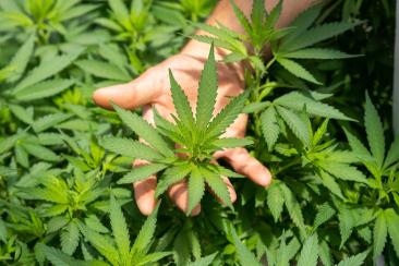 Canabisul nu este doar o planta, ci o "ancoră" astrală - este concluzia la care ajung din ce in ce mai multi cercetători