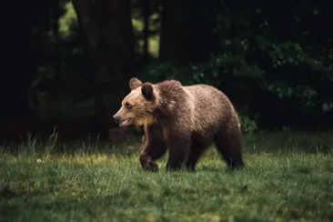 Cioban acuzat de braconaj după ce a omorât cu toporul un urs care îi atacase oile
