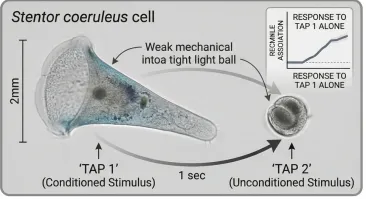 Cogniție fără creier: Cum apare memoria în polimeri, celule și spațiu-timp fără să existe măcar un singur neuron