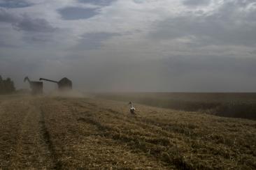 Companie europeană, complice la jaful rusesc: Grâne ucrainene din teritoriile ocupate, furate de ruși și împinsă pe piețele mondiale. Ce relevanta are pentru România