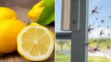 Cum alungi țânțarii din cameră cu o lămâie. Tehnica e poziționarea specială a fructului