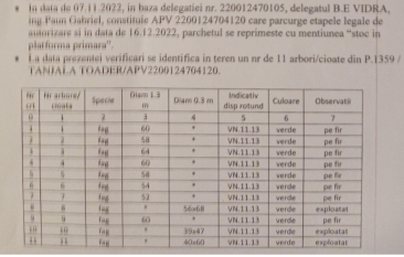 Garda Forestieră Vrancea și Parchetele Focșani și Panciu anchetează un furt de masă lemnoasă de peste 500 de mii euro. Autorul e un cunoscut toporator: "Găbău - 13"